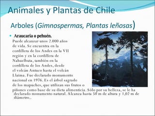 Araucaria o pehuén. Puede alcanzar unos 2.000 años  de vida. Se encuentra en la  cordillera de los Andes en la VII  región y en la cordillera de  Nahuelbuta, también en la  cordillera de los Andes, desde  el volcán Antuco hasta el volcán  Llaima. Fue declarado monumento  nacional en 1976. Es el árbol sagrado  de los mapuches, que utilizan sus frutos o  piñones como base de su dieta alimenticia. Sólo por su belleza, se le ha declarado monumento natural. Alcanza hasta 50 m de altura y 1,02 m de diámetro.. Animales y Plantas de Chile   Arboles ( Gimnospermas, Plantas leñosas ) 