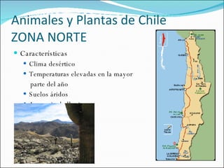Animales y Plantas de Chile  ZONA NORTE Características Clima desértico Temperaturas elevadas en la mayor  parte del año Suelos áridos Ausencia de lluvias 