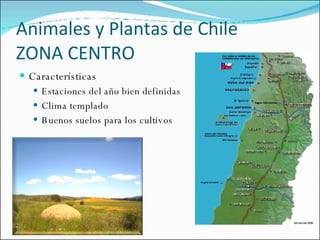 Animales y Plantas de Chile ZONA CENTRO Características Estaciones del año bien definidas Clima templado Buenos suelos para los cultivos 