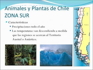 Animales y Plantas de Chile ZONA SUR Características Precipitaciones todo el año Las temperaturas van descendiendo a medida que las regiones se acercan al Territorio  Austral o Antártico. 