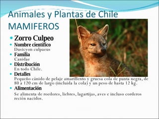 Animales y Plantas de Chile MAMIFEROS Zorro Culpeo Nombre científico Dusicyon culpaeus Familia Canidae Distribución En todo Chile. Detalles Pequeño cánido de pelaje amarillento y gruesa cola de punta negra, de 80 a 120 cm de largo (incluida la cola) y un peso de hasta 12 kg.  Alimentación Se alimenta de roedores, liebres, lagartijas, aves e incluso corderos recién nacidos. 