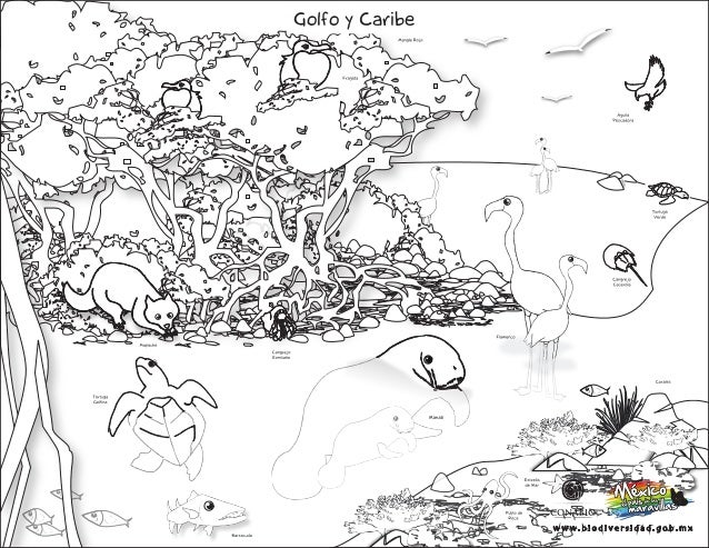 Animales y-su-habitat-para-colorear (1)