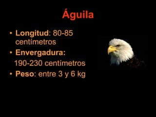 Águila Longitud : 80-85 centímetros Envergadura: 190-230 centímetros Peso : entre 3 y 6 kg 