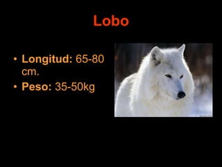 Lobo Longitud:  65-80 cm. Peso:  35-50kg 