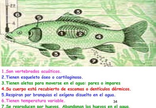 34
1.Son vertebrados acuáticos.
2.Tienen esqueleto óseo o cartilaginoso.
3.Tienen aletas para moverse en el agua: pares o impares
4.Su cuerpo está recubierto de escamas o dentículos dérmicos.
5.Respiran por branquias el oxígeno disuelto en el agua.
6.Tienen temperatura variable.
7.Se reproducen por huevos. Abandonan los huevos en el agua.
 
