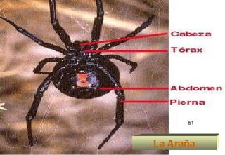 La Araña 51 