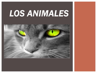 LOS ANIMALES

 