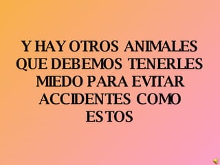 Y HAY OTROS ANIMALES QUE DEBEMOS TENERLES MIEDO PARA EVITAR ACCIDENTES COMO ESTOS 
