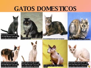 GATOS DOMESTICOS 
