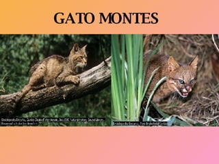 GATO MONTES 
