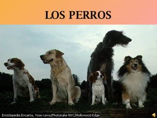LOS PERROS 