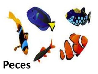 Peces
 