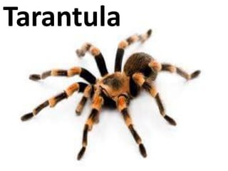 Tarantula
 