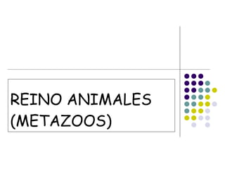 REINO ANIMALES (METAZOOS) 