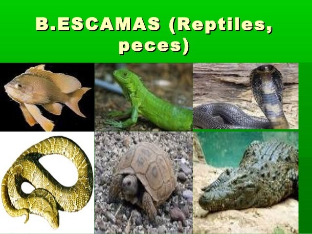 LOS ANIMALES