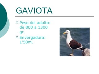 GAVIOTA Peso del adulto: de 800 a 1300 gr. Envergadura: 1’50m.  