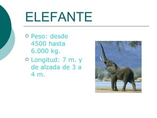 ELEFANTE Peso: desde 4500 hasta 6.000 kg. Longitud: 7 m. y de alzada de 3 a 4 m. 