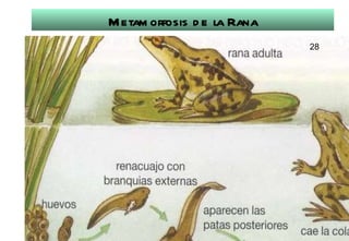 Metamorfosis de la Rana 28 