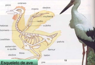 Esqueleto de ave 19 
