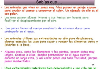 Sabías que … Los animales que viven en zonas muy frías poseen un pelaje espeso para ayudar al cuerpo a conservar el calor. Un ejemplo de ello es el oso polar. Las aves poseen plumas livianas y sus huesos son huecos para facilitar el desplazamiento por el aire. Los peces tienen el cuerpo recubierto de escamas duras para protegerlo en el agua. Los animales utilizan sus extremidades no sólo para desplazarse; algunas especies las usan para cazar o romper los alimentos duros y llevarlos a la boca. Algunas aves, como los flamencos y las garzas, poseen patas muy largas. Gracias a ellas, pueden permanecer en el agua quietos, durante un largo rato, y así cazar peces con toda facilidad, porque pasan inadvertidos. Unas extremidades anteriores bien desarrolladas y una cola que le sirve de apoyo ayudan al mono a desplazarse cómodamente entre los árboles.                        