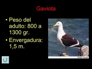 Gaviota Peso del adulto: 800 a 1300 gr. Envergadura: 1,5 m. 
