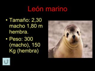 León marino Tamaño: 2,30 macho 1,80 m hembra. Peso: 300 (macho), 150 Kg (hembra) 