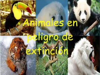 Animales en peligro de extinción   