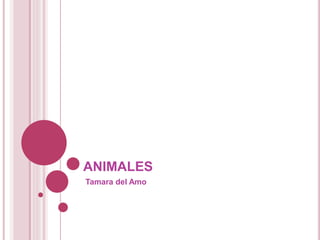 ANIMALES
Tamara del Amo
 
