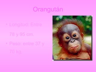 Orangután Longitud: Entre 78 y 95 cm. Peso: entre 37 y 70 kg. 