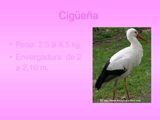Cigüeña Peso: 2,5 a 4,5 kg. Envergadura: de 2 a 2,10 m.