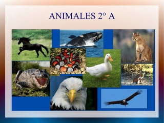 ANIMALES 2° A

 