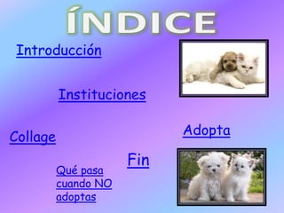 Introducción
Instituciones
AdoptaCollage
Qué pasa
cuando NO
adoptas
Fin
 