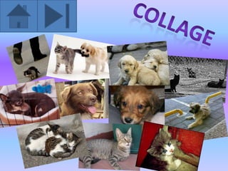 Adopción de Mascotas