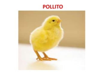 POLLITO
 