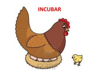 INCUBAR
 