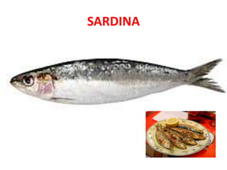 SARDINA
 