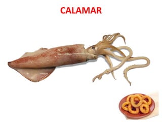 CALAMAR
 