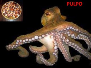 PULPO
 