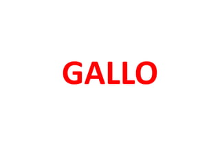 GALLO
 
