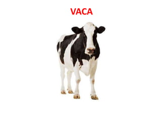 VACA
 