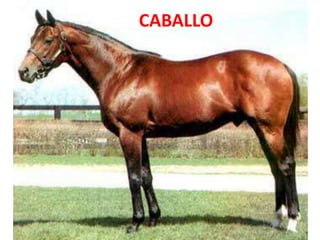 CABALLO
 