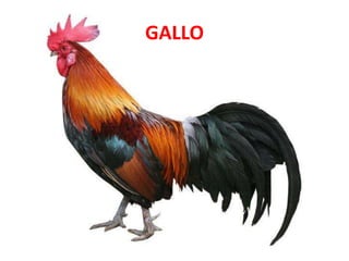 GALLO
 