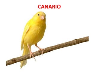 CANARIO
 