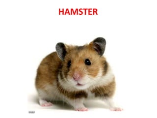 HAMSTER
 