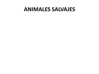 ANIMALES SALVAJES
 