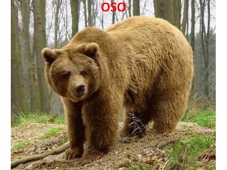 OSO
 