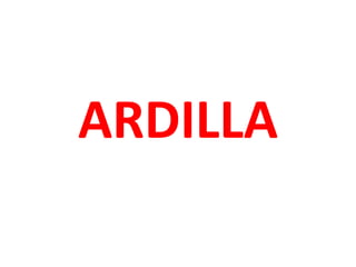 ARDILLA
 