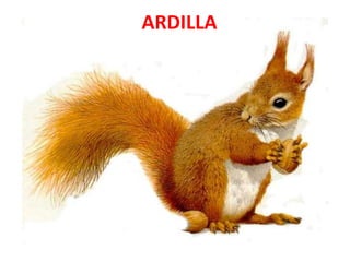 ARDILLA
 