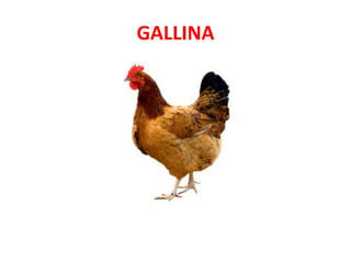 GALLINA
 