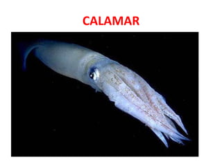 CALAMAR
 